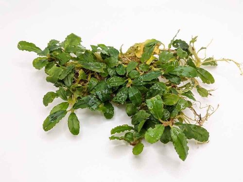 small_silver_green_bucephaland
